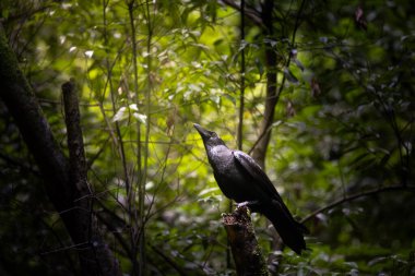 La Palma adasında sıradan bir kuzgun.