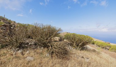 Tenerife, Kanarya Adaları 'nın kuzeyindeki Teno Kırsal Parkı' nda yürüyüş yaparken manzara.