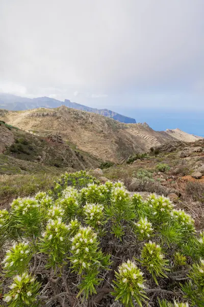 Tenerife, Kanarya Adaları 'nın kuzeyindeki Teno Kırsal Parkı' nda yürüyüş yaparken manzara.