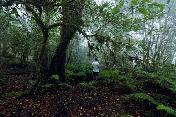 Adam Tenerife, Kanarya Adaları 'ndaki Anaga Kırsal Parkı' nda defne ormanında yürüyüş yapıyor..