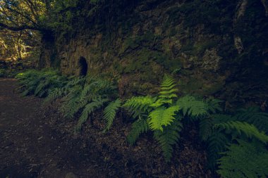 Vegetation in the Anaga Rural Park clipart