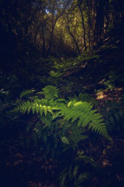 Anaga Kırsal Parkı 'nda bitki örtüsü