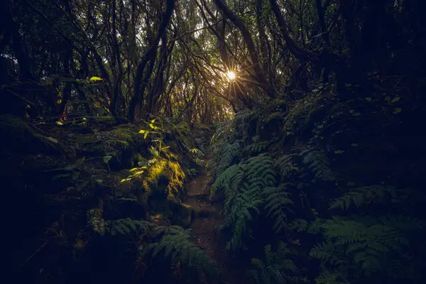 Anaga Kırsal Parkı 'nda bitki örtüsü