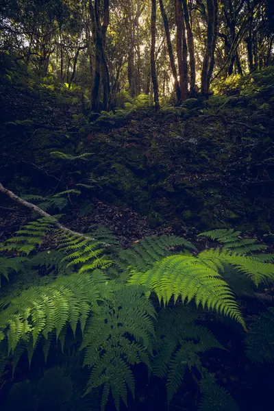 Anaga Kırsal Parkı 'nda bitki örtüsü