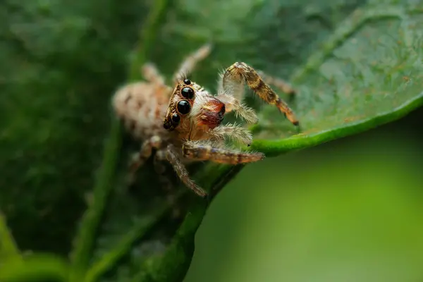 Bitkinin Üzerinde Sıçrayan Örümcek