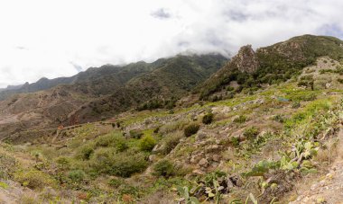 Tenerife, Kanarya Adaları 'ndaki Anaga Kırsal Parkı' ndaki defne ormanında yürüyüş.