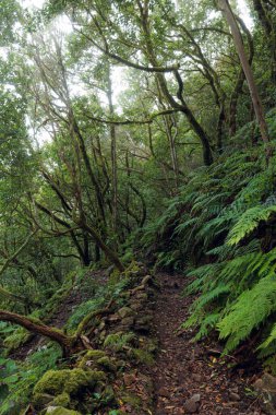 Tenerife, Kanarya Adaları 'ndaki Anaga Kırsal Parkı' ndaki defne ormanında yürüyüş.