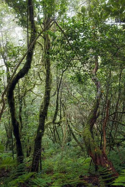 Tenerife, Kanarya Adaları 'ndaki Anaga Kırsal Parkı' ndaki defne ormanında yürüyüş.
