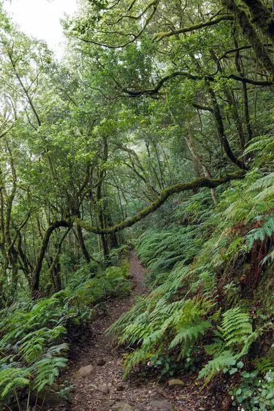 Tenerife, Kanarya Adaları 'ndaki Anaga Kırsal Parkı' ndaki defne ormanında yürüyüş.