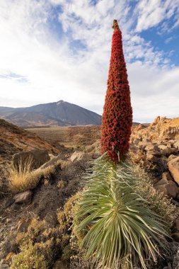 Red Echium wildpretii in the Teide National Park, Tenerife, Kanarya Adaları, İspanya.