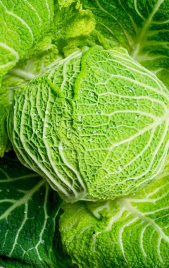 Büyük bir lahana. Üstte görüntü