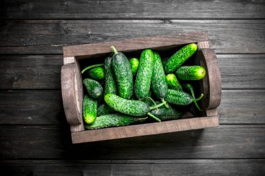 Kutuda taze salatalık. Ahşap arka planda