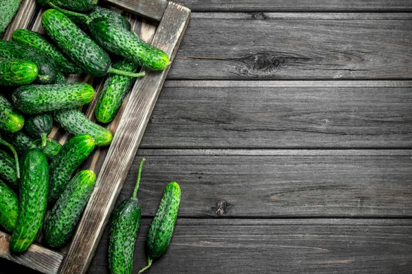 Stock image Whole ripe cucumbers on a tray. On black wooden background