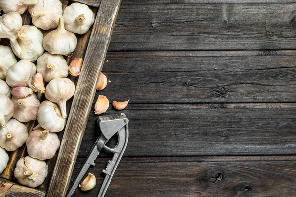 Garlic in tray and garlic press. On black wooden background