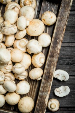 Taze kokulu mantar içinde tepsi. Siyah ahşap arka plan üzerine