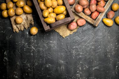 Tepsi ve sarı patates kutusunda kırmızı patates. Rustik siyah arka plan üzerine