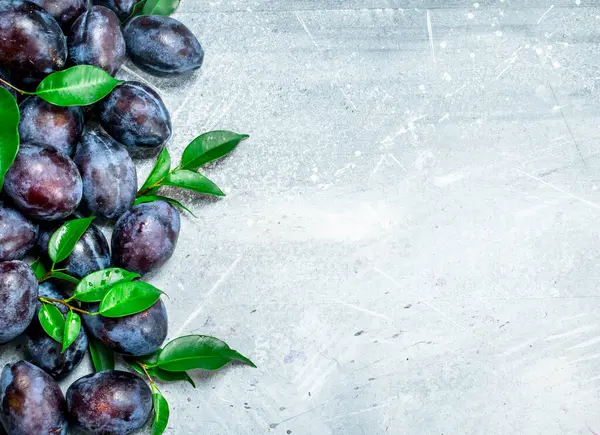 stock image Fresh plums with leaves. On white rustic background