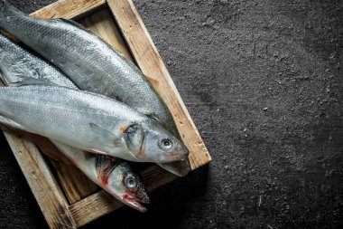 Taze levrek balık tepside çiğ. Siyah rustik arka plan üzerinde