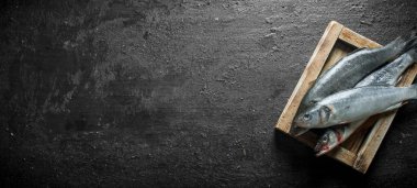 Taze levrek balık tepside çiğ. Siyah rustik arka plan üzerinde