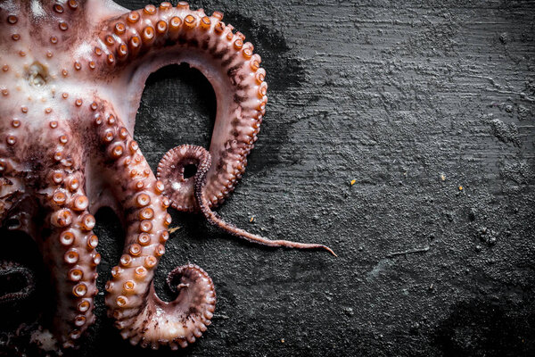 Fresh octopus food. On black rustic background