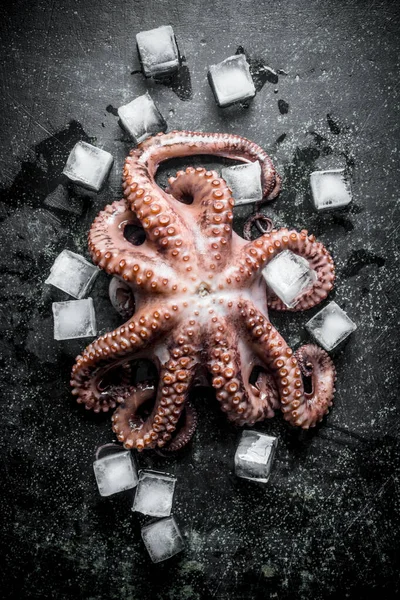章鱼与冰块 在黑暗的质朴背景 — 图库照片