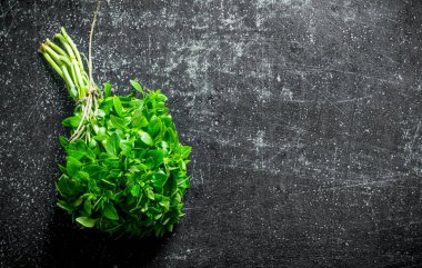 Fesleğen ev bahçesinde yetişti. Koyu rustik arka plan üzerinde