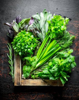 Bir tepside otlar farklı türde. Koyu rustik arka plan üzerinde