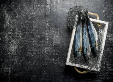 Bir balıkçı ağı bir tepsiüzerinde taze çiğ uskumru. Koyu rustik arka plan üzerinde