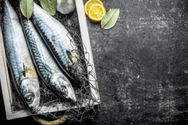 Limon dilimleri ve Defne yaprağı ile tepside bir balık ağı çiğ balık uskumru. Koyu rustik arka plan üzerinde