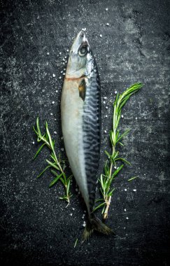 Biberiyeli çiğ balık uskumru. Koyu rustik arka plan üzerinde