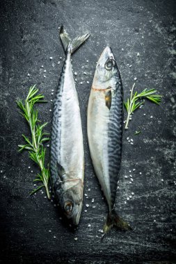 Biberiye sprigs taze uskumru. Koyu rustik arka plan üzerinde