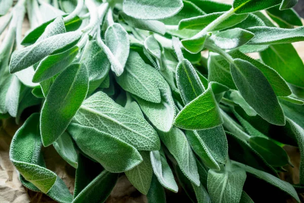 Fresh Green Salvia Rustic Background — Stock Photo, Image