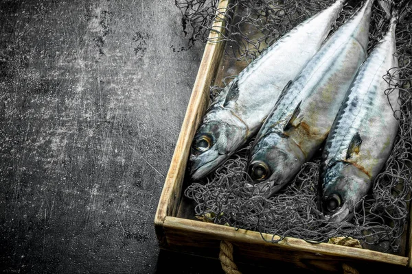 Friss Halmakréla Dobozban Halászati Háló Sötét Rusztikus Háttér — Stock Fotó