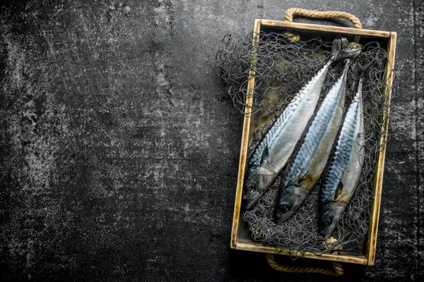 Friss Halmakréla Dobozban Halászati Háló Sötét Rusztikus Háttér — Stock Fotó