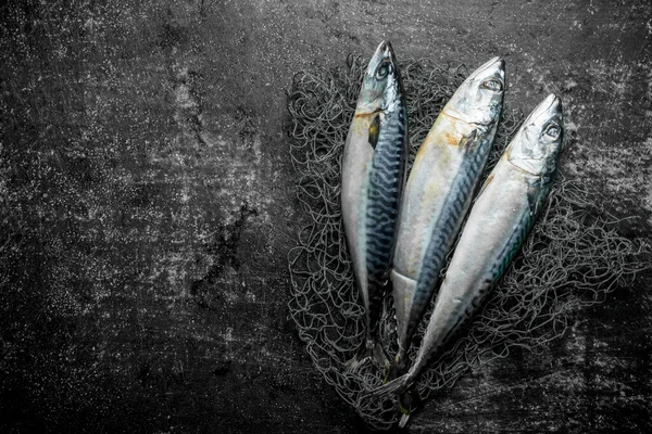 Fresh Raw Mackerel Fishing Net Dark Rustic Background — Stock Photo, Image