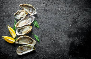 Limon dilimleri ve dereotu ile taze istiridye. Siyah rustik arka plan üzerinde