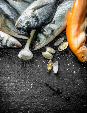 Sarımsak ve istiridye ile bir balık ağı taze çiğ balık. Siyah rustik arka plan üzerinde