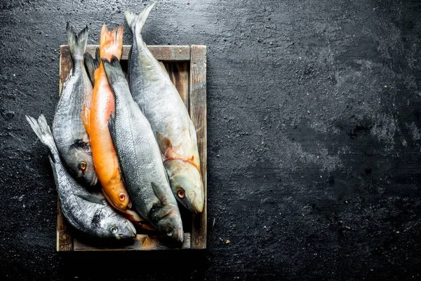 Stock image Various raw fish on wooden tray. On black rustic background