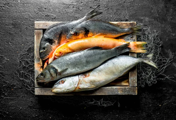 stock image Fresh sea fish in the fishing net on the tray. On black rustic background