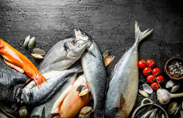 stock image Raw fish with spices, tomatoes and oysters. On black rustic background