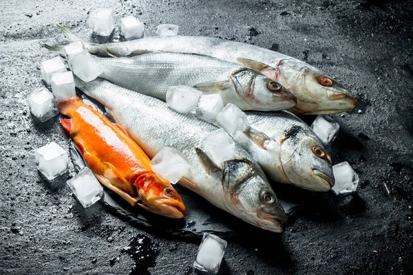 Auswahl Rohem Fisch Mit Eiswürfeln Auf Schwarzem Rustikalem Hintergrund — Stockfoto