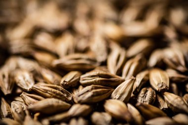 Bir demet tahıl. Makro arka plan. Tahıl dokusu. Yüksek kalite fotoğraf