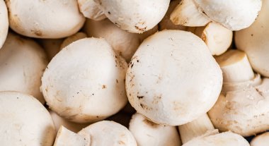 Bir demet taze mantar. Makro arka plan. Yüksek kalite fotoğraf