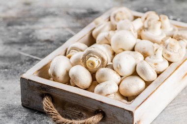 Tepside taze mantarlar. Gri bir arka planda. Yüksek kalite fotoğraf