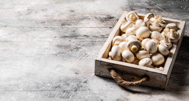 Tepside taze mantarlar. Gri bir arka planda. Yüksek kalite fotoğraf