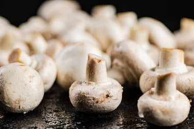 Masada taze mantar şampiyonları var. Siyah bir arka planda. Yüksek kalite fotoğraf