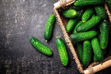 Sepette taze salatalık. Siyah bir arka planda. Yüksek kalite fotoğraf