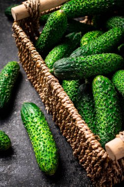 Sepette taze salatalık. Siyah bir arka planda. Yüksek kalite fotoğraf