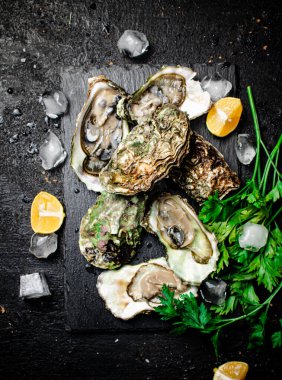 Yeşillikli taze istiridye. Siyah bir arka planda. Yüksek kalite fotoğraf