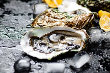 Limonlu ve buzlu istiridye. Siyah, nemli bir arka planda. Yüksek kalite fotoğraf